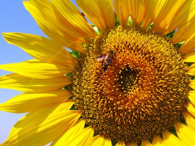 A bee on a sunflower.
