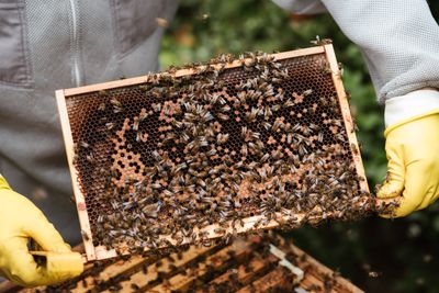 Beekeeper holding frame with capped brood.