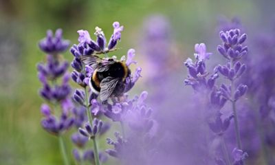 A bumble bee drinks nectar from lavendar.